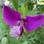 Polygala myrtifolia花