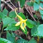 Impatiens noli-tangere Flower