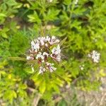 Cleome dodecandra ফুল