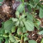 Sideritis romana फल