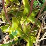 Pinguicula alpina Hoja