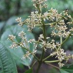 Miconia nutans