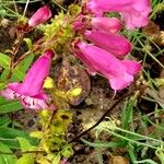 Penstemon hartwegii Flors