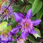 Clematis florida Kvet