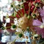 Ornithogalum arabicum Floare