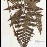 Cyathea surinamensis 叶