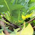 Sonchus pinnatifidus Folio