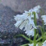 Allium triquetrum ᱵᱟᱦᱟ