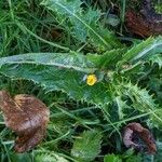 Sonchus asper Агульны выгляд