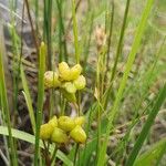 Scheuchzeria palustris 花