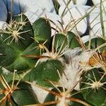 Coryphantha elephantidens Ліст