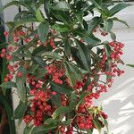 Ardisia crenata ᱛᱟᱦᱮᱸ