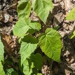 Acer spicatum Leaf