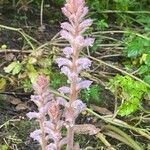 Orobanche pubescens Цвят