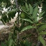 Juglans californica Flors