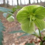 Helleborus viridis Froito