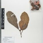 Sloanea echinocarpa