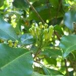 Syzygium aromaticum Цветок