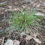 Carex pilulifera ശീലം