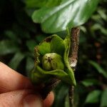 Diospyros bipindensis Fruto