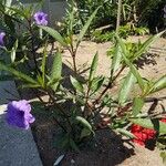 Ruellia simplex Habitus