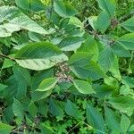 Callicarpa bodinieriLeaf