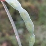 Acacia retinodes Fruit