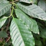 Coffea arabica Leaf