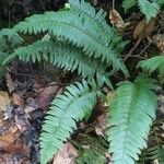 Polystichum acrostichoides ഇല