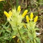 Rhinanthus major Flower