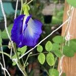 Clitoria ternatea Квітка