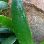 Glottiphyllum difforme Hoja