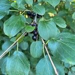 Rhamnus cathartica Foglia