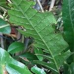 Phymatosorus scolopendria Φύλλο