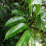 Pachylobus edulis Leaf