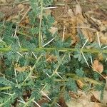 Vachellia tortilis Leaf