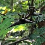 Vachellia collinsii Кара