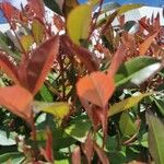 Photinia serratifoliaBlad