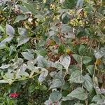 Nyctanthes arbor-tristisHabit