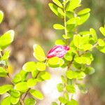 Cavendishia capitulata Flower