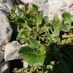 Rumex roseus برگ