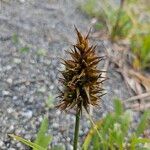 Carex macrocephala Hoja