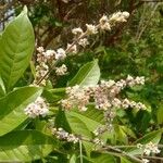 Vitex altissima Квітка