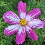 Cosmos bipinnatusFiore