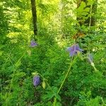 Aquilegia vulgarisFlor