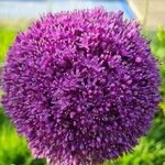 Allium ampeloprasum Blüte