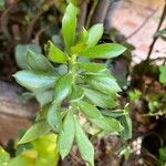 Pereskiopsis diguetii Hoja