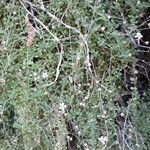 Arenaria balearica Hoja
