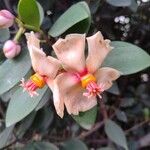 Clusia orthoneura Flor