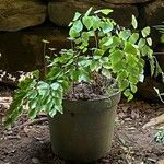 Adiantum peruvianum Листок